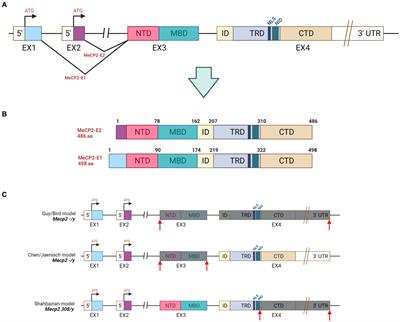 Advanced genetic therapies for the treatment of Rett syndrome: state of the art and future perspectives